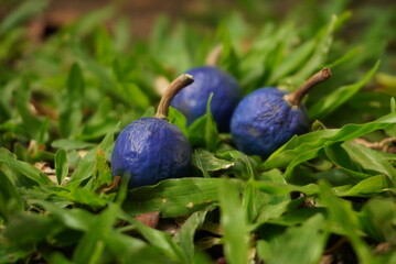 Vibrant Blue Berries Nestled in Bright Green Grass Close-up
