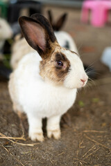 Close-up of a Domestic Rabbit with Unique Fur Patterns