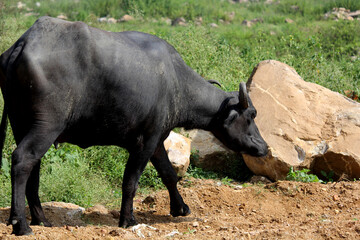 italian mediterranean buffalo eating grass at farm land 	
