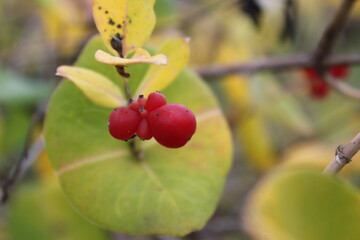 red berries on a branch