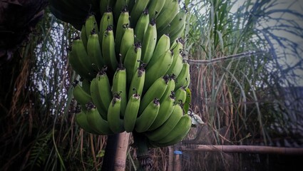 bunch of bananas on tree