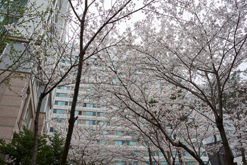 Cherry Blossoms and modern apartment building