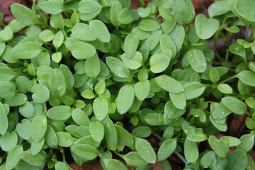 green leaves background