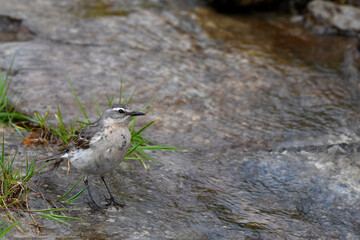 Water pipit // Bergpieper (Anthus spinoletta) 