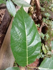 green leaves in the garden food
