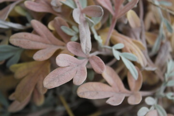 close up of dry leaves