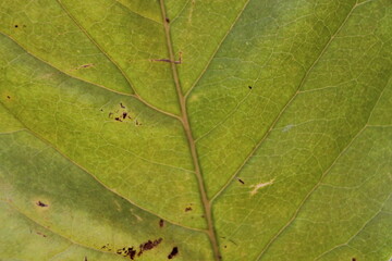 green leaf texture