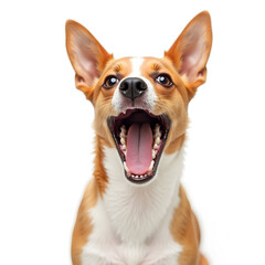 Adorable basenji dog yawning or talking isolated on white