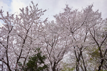 Cherry Blossoms in Full Bloom
