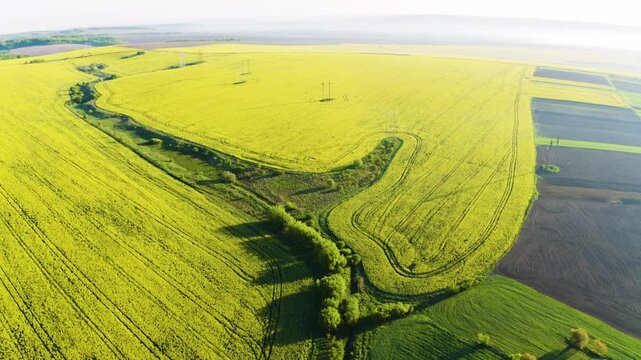 drone flies over Ukrainian rapeseed field - beautiful colored patterns on the ground. Rapeseed is a useful oilseed crop. roads, tractor tracks, power lines
