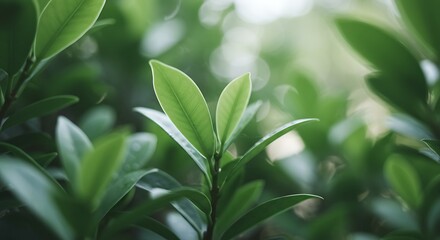 Close-up of vibrant green leaves with soft bokeh background.