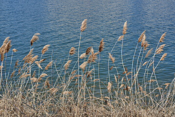 Dry Grasses by a Calm Blue Lake