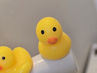 yellow rubber duck