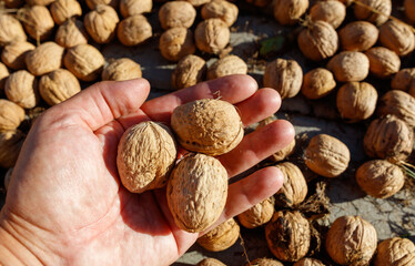 A hand holding three walnuts