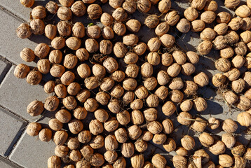 Walnuts are dried in the sun. Close-up