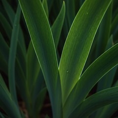 Obraz premium Sunlight filtering through vibrant green plant leaves in a garden.