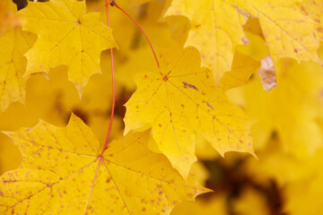 A yellow leaf with a red stem