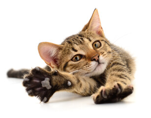 Playful tabby kitten stretching forward on white background
