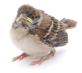 Young sparrow chick isolated on white background