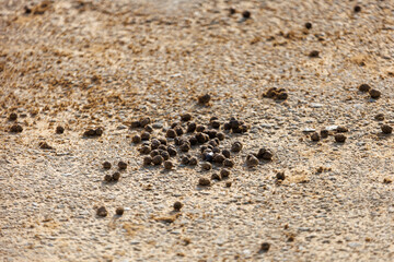 A pile of poop on the ground