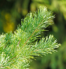 Green pine branch in nature. Close-up