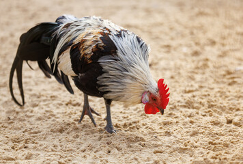 A chicken is eating on the sand
