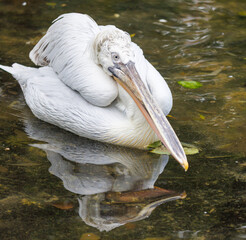A white pelican is sitting in the water