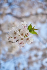 Close-up of Cherry Blossoms in Bloom