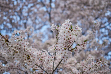 Close-up of Cherry Blossoms in Bloom