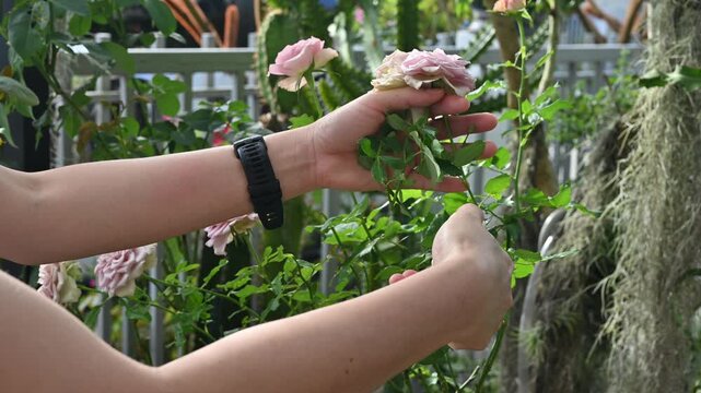 Gardener cutting Montmartre roses from rose tree. A rose is a woody perennial flowering plant of the genus Rosa.