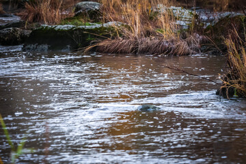 Artificial fish ladder in a river with water flowing over concrete steps, designed to help wild salmon migrate upstream through the dam, symbol of ecological restoration