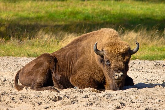 The European bison (Bison bonasus) lies on the ground in a breeding facility in Dzukijos National Park, Lithuania