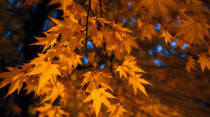 Glowing Autumn Maple Leaves with Dramatic Contrast and Bokeh