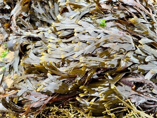 Ytri Tunga Beach with Seals, Snæfellsnes Peninsula, West Iceland