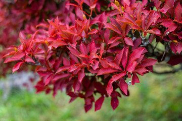 紅葉　色づいた木と葉　