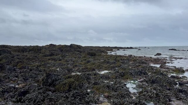 Ytri Tunga Beach with Seals, Sn&aelig;fellsnes Peninsula, West Iceland