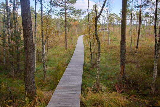 Hiking trail at Čepkelių peat bog in Dzukija National Park, Lithuania
