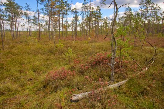 Interior of the Čepkeliai Marsh (Čepkelių raistas) Nature Reserve and Ramsar site near the Dzūkija National Park, Lithuania