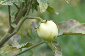 Green unripe Tomato, Green tomatoes plantation. Organic farming, young unripe tomato plant growth in greenhouse, Fresh green unripe tomatoes growing in the garden, Vegetable plantation with tomatoes