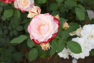 Beautiful pink white rose flower closeup in garden, A very beautiful pink white rose flower bloomed on the rose tree, Rose flower closeup, bloom flowers, Natural spring flower floral background