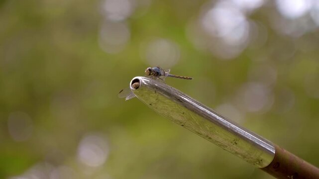 A beautiful dragonfly peacefully sits on the tip pitot tube (air pressure receiver) of a Soviet jet fighter in Siem&nbsp;Reap,&nbsp;Cambodia. Closeup