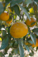 ripe oranges on tree, close-up of a beautiful orange tree with orange, fruit hanging on a tree, Close-up of ripe oranges hanging on a tree in an orange plantation garden, Chakwal, Punjab, Pakistan