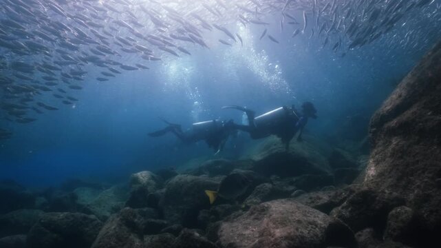 A massive school of sardines pulsed and shimmered as it moved. cinematic slow motion 4k high resolution