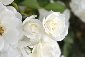 Beautiful white rose flower closeup in garden, A very beautiful white rose flower bloomed on the rose tree, Rose flower closeup, bloom flowers, Natural spring flower, Natural floral background,