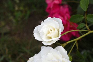 Beautiful white rose flower closeup in garden, A very beautiful white rose flower bloomed on the rose tree, Rose flower closeup, bloom flowers, Natural spring flower, Natural floral background,