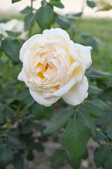 Beautiful white rose flower closeup in garden, A very beautiful white rose flower bloomed on the rose tree, Rose flower closeup, bloom flowers, Natural spring flower, Natural floral background,