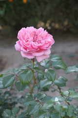 Beautiful pink rose flower closeup in garden, A very beautiful pink yellow rose flower bloomed on the rose tree, Rose flower closeup, bloom flowers, Natural spring flower floral background