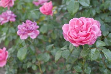 Beautiful pink rose flower closeup in garden, A very beautiful pink yellow rose flower bloomed on the rose tree, Rose flower closeup, bloom flowers, Natural spring flower floral background
