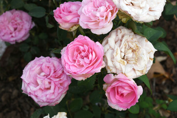 Beautiful pink rose flower closeup in garden, A very beautiful pink yellow rose flower bloomed on the rose tree, Rose flower closeup, bloom flowers, Natural spring flower floral background
