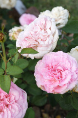 Beautiful pink rose flower closeup in garden, A very beautiful pink yellow rose flower bloomed on the rose tree, Rose flower closeup, bloom flowers, Natural spring flower floral background